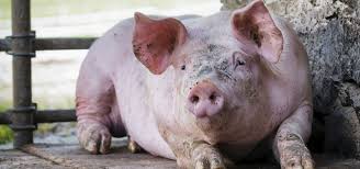 Bildresultat för pigs