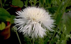 Image result for Flockenblume