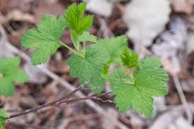 Attēlu rezultāti vaicājumam “Ribes rubrum leaf”