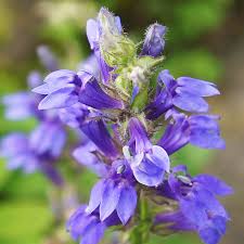 Image result for Hyssopus officinalis