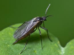 Attēlu rezultāti vaicājumam “Sciaridae”