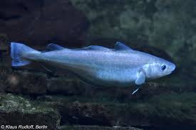 Image result for Merlangius merlangus