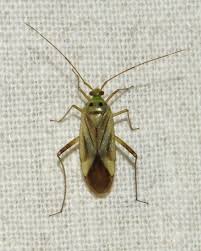 Attēlu rezultāti vaicājumam “Adelphocoris quadripunctatus imago”