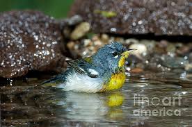 Image result for Parula americana