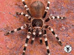 Znalezione obrazy dla zapytania geniculata