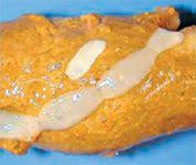 Image result for cestoda excrement dog