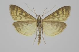 Attēlu rezultāti vaicājumam “Mecyna flavalis”