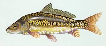 Image result for Cyprinus carpio
