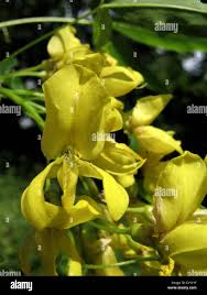 Attēlu rezultāti vaicājumam “Laburnum alpinum flower”