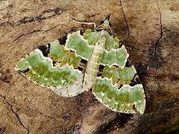 Attēlu rezultāti vaicājumam “Colostygia pectinataria female”