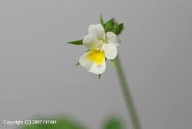 Attēlu rezultāti vaicājumam “Viola arvensis bud”