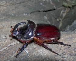 Attēlu rezultāti vaicājumam “Oryctes nasicornis male”