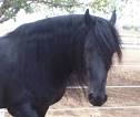 Fresian Horses