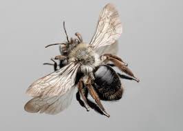 Attēlu rezultāti vaicājumam “Andrena vaga”