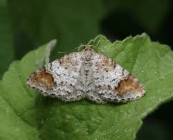 Attēlu rezultāti vaicājumam “Venusia blomeri”