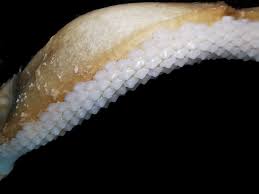 Image result for Mustelus mustelus