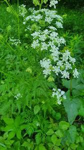 Attēlu rezultāti vaicājumam “Anthriscus sylvestris leaf”