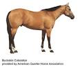 Breeds of Livestock - Buckskin Horse