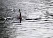 Dorsal fin - Wikipedia, the free encyclopedia