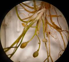 Attēlu rezultāti vaicājumam “Subularia aquatica leaf”