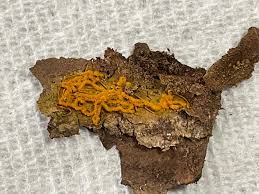 Attēlu rezultāti vaicājumam “Hemitrichia serpula spores”