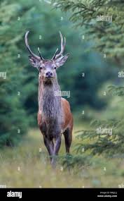 Attēlu rezultāti vaicājumam “Cervus elaphus”