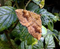 Attēlu rezultāti vaicājumam “Camptogramma bilineata”