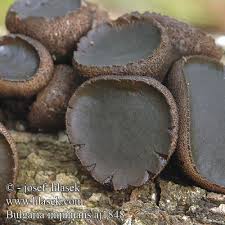 Attēlu rezultāti vaicājumam “Bulgaria inquinans”