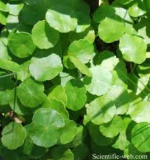 Attēlu rezultāti vaicājumam “Hydrocotyle vulgaris”