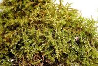 Attēlu rezultāti vaicājumam “Campylium chrysophyllum”