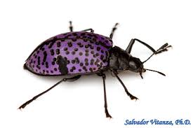 Attēlu rezultāti vaicājumam “Erotylidae”