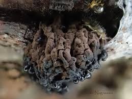 Attēlu rezultāti vaicājumam “Symphytocarpus flaccidus”