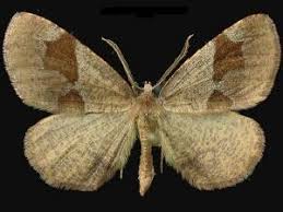 Attēlu rezultāti vaicājumam “Plagodis pulveraria”