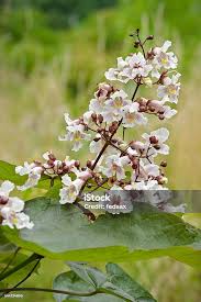 Attēlu rezultāti vaicājumam “Catalpa ovata”