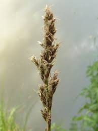 Attēlu rezultāti vaicājumam “Carex paniculata”