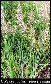 Attēlu rezultāti vaicājumam “Holcus lanatus”