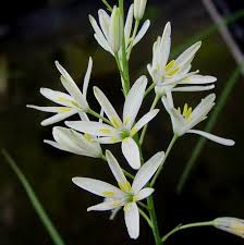 Attēlu rezultāti vaicājumam “Anthericum ramosum”