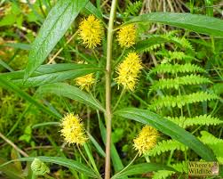 Attēlu rezultāti vaicājumam “Lysimachia thyrsiflora”
