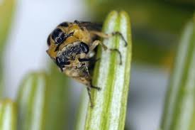 Attēlu rezultāti vaicājumam “Diprionidae”