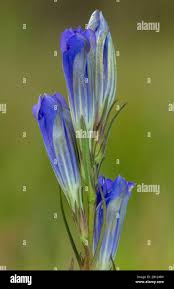 Attēlu rezultāti vaicājumam “Gentiana pneumonanthe flower”