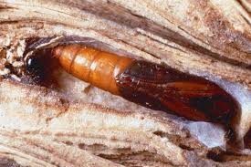 Attēlu rezultāti vaicājumam “Ostrinia nubilalis”