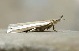 Attēlu rezultāti vaicājumam “Crambus heringiellus”