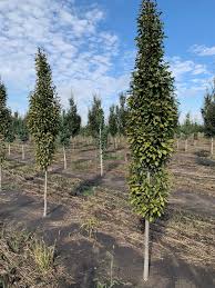 Attēlu rezultāti vaicājumam “Carpinus betulus”