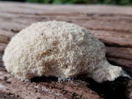 Image result for Fuligo septica