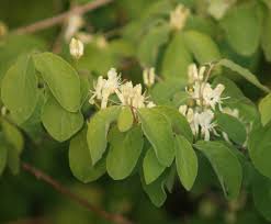 Attēlu rezultāti vaicājumam “Lonicera xylosteum”