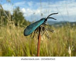 Attēlu rezultāti vaicājumam “Adscita statices”