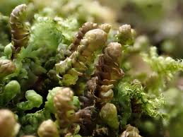 Attēlu rezultāti vaicājumam “Scapania”