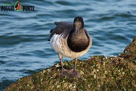 Attēlu rezultāti vaicājumam “Branta bernicla adult”