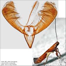 Attēlu rezultāti vaicājumam “Caloptilia stigmatella”