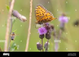 Attēlu rezultāti vaicājumam “Boloria eunomia”